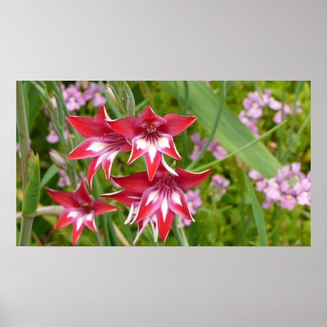 Red and White Gladiolas Summer Botanical Poster (Framsidan)