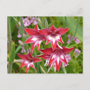 Red and White Gladiolas Summer Botanical Vykort