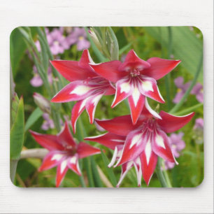 Red and White Gladiolas Summer Garden Musmatta