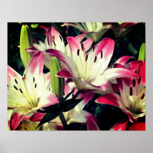 Red and White Lily Flowers Poster