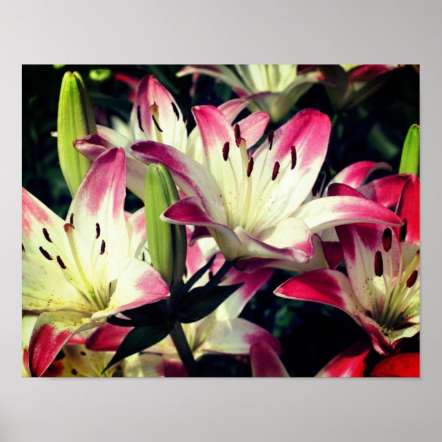Red and White Lily Flowers Poster (Framsidan)