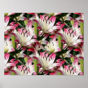 Red and White Lily Flowers Poster