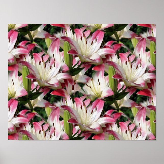 Red and White Lily Flowers Poster (Framsidan)