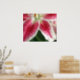 Red and White Lily Poster (Kitchen)