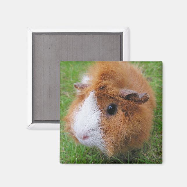 Red and White, Long Hair Guinea Gris in Grass Magnet (Front/Back)