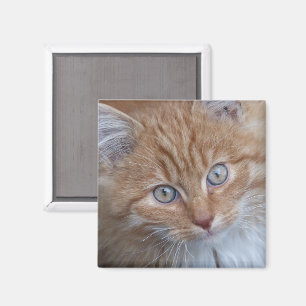 Red and White, Long-halls, Tabby katt Ansikte Magnet