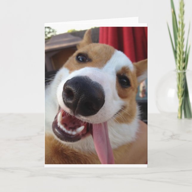 Red and White Pembroke Welsh Corgi Kort (Framsida)