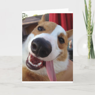 Red and White Pembroke Welsh Corgi Kort