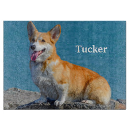 Red and White Pembroke Welsh Corgi Puppy Hund