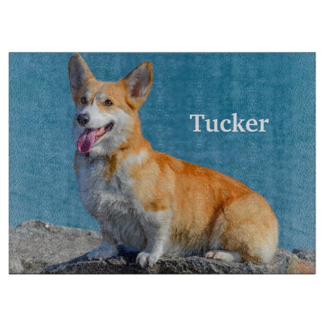 Red and White Pembroke Welsh Corgi Puppy Hund (Framsidan)