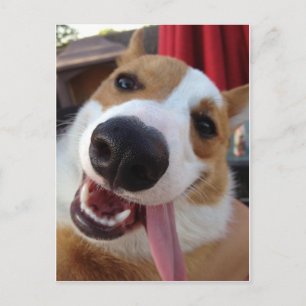 Red and White Pembroke Welsh Corgi Vykort