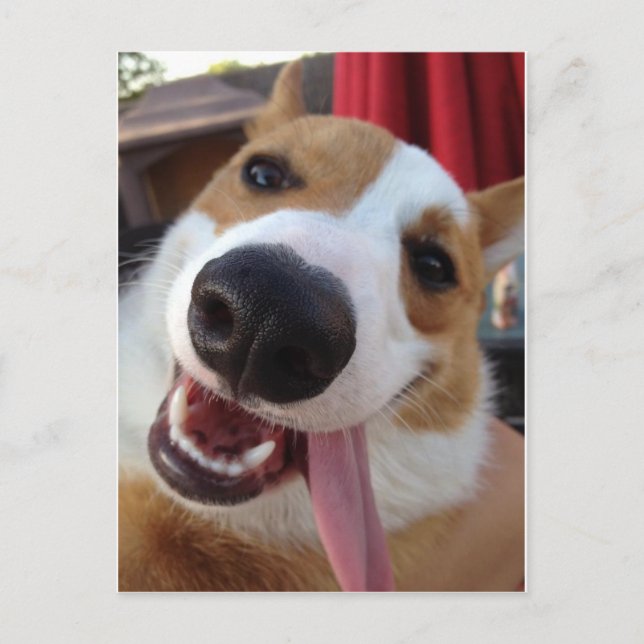 Red and White Pembroke Welsh Corgi Vykort (Framsida)