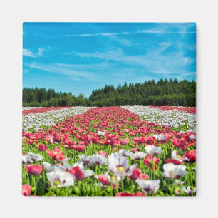 Red and White Poppy Fält Magnet