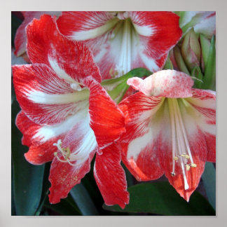 Red and White Rand Amaryllis poster