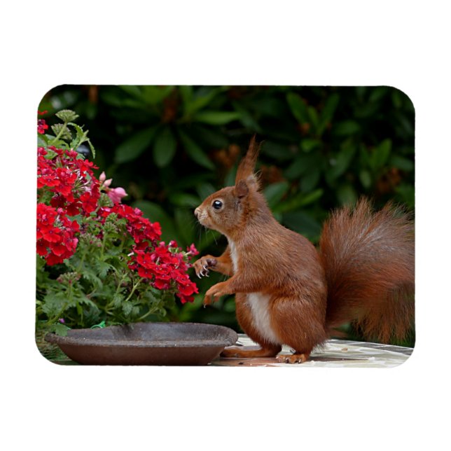 Red and White Squirrel med Red Flower Bush Magnet (Horisontell)