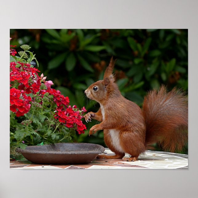 Red and White Squirrel med Red Flower Bush Poster (Framsidan)