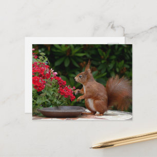Red and White Squirrel med Red Flower Bush Vykort