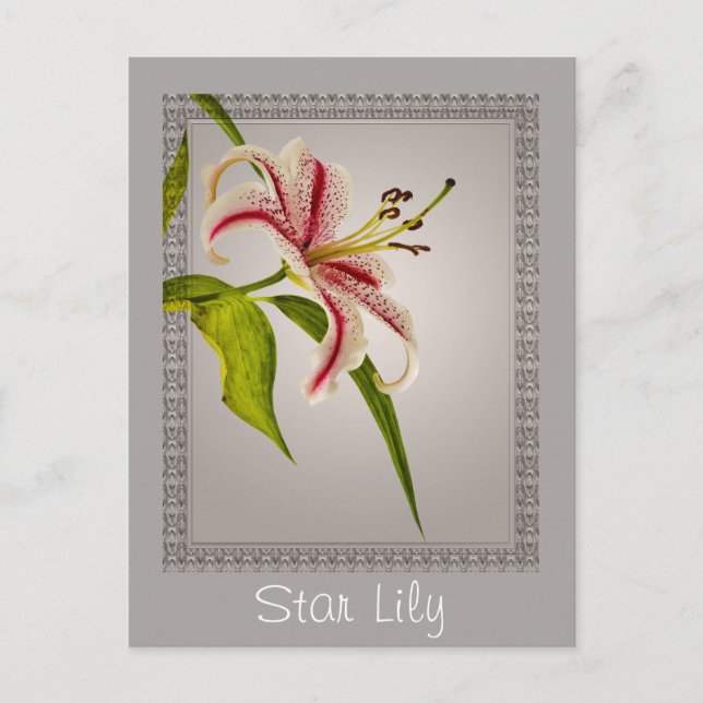 Red and White Star Lily on Shades of Grått Vykort (Framsida)