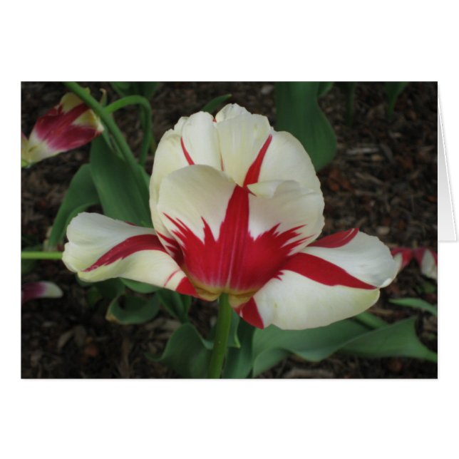 Red and White Tulip Hälsningskort (Framsidan Horizontal)