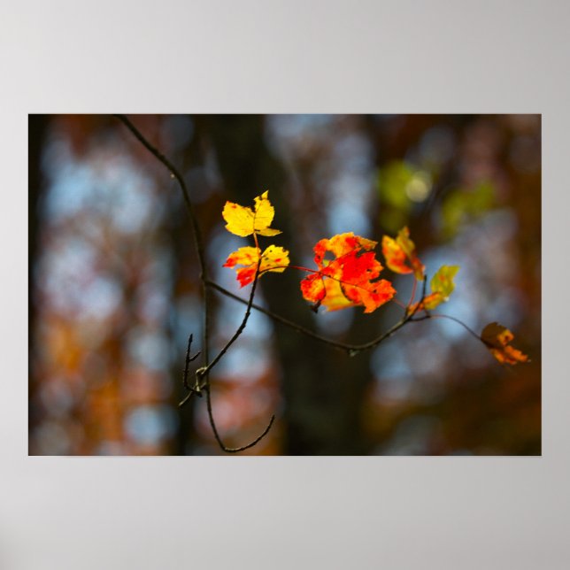 Red and Yellow Leaves Poster (Framsidan)