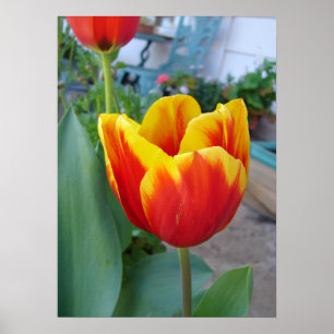 Red and Yelow Tulip Blommigt Flowers Photo Poster