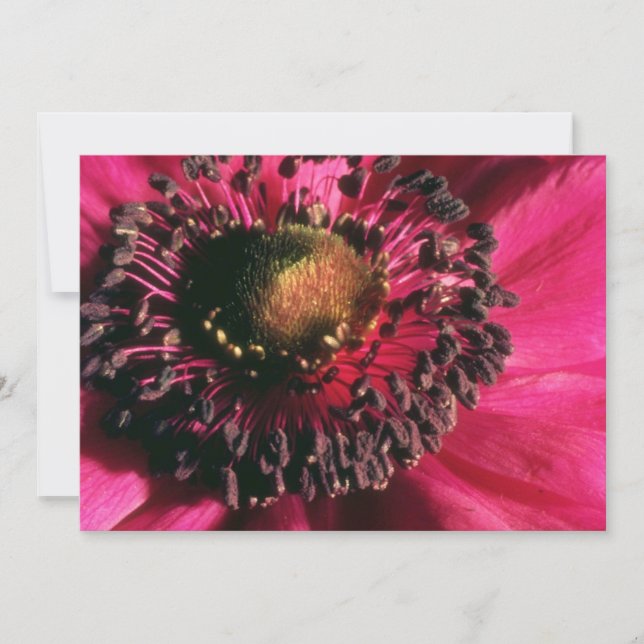 Red Anemone Blommor (Framsida)