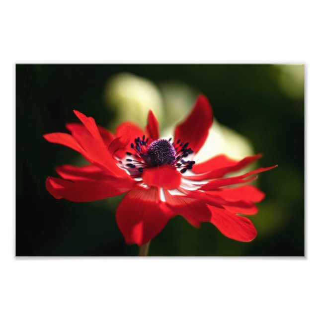 Red Anemone Flower Fototryck (Framsidan)