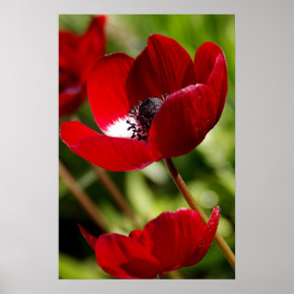 Red Anemone Flower Poster