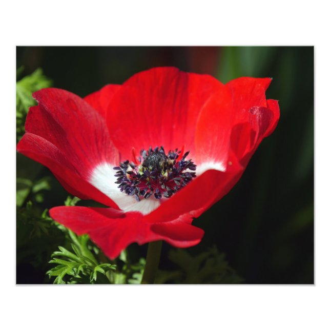 Red Anemone Fototryck (Framsidan)