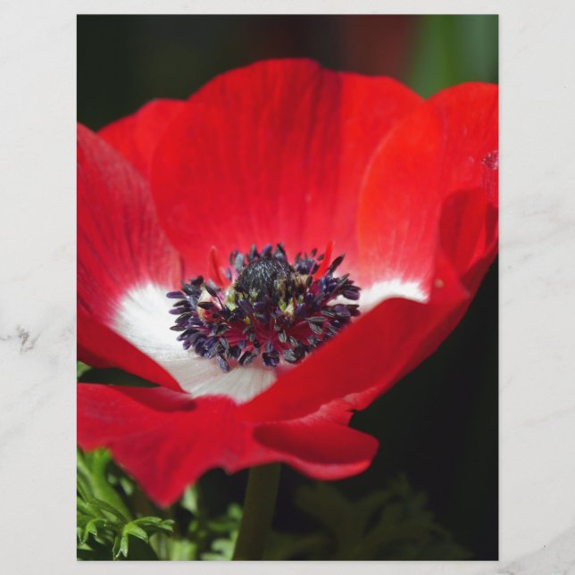 Red Anemone.JPG (Framsida)