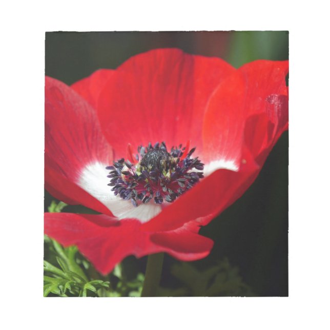 Red Anemone.JPG Anteckningsblock (Framsida)
