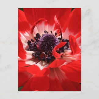 Red Anemone Vykort