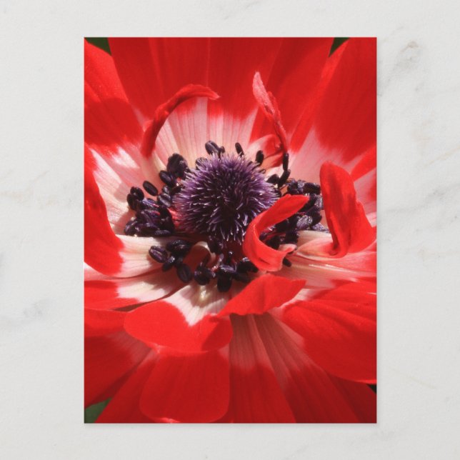 Red Anemone Vykort (Framsida)