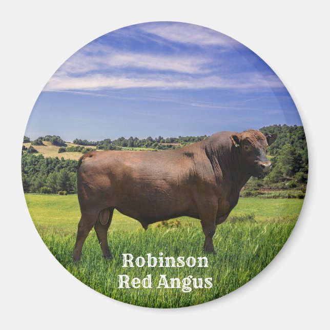 Red Angus Bull Magnet (Framsidan)