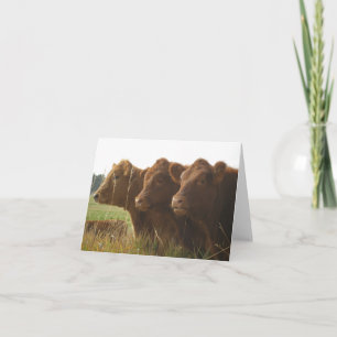 Red Angus Calves i Fält Anteckningskort