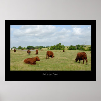 Red Angus Cattle Poster Skriv ut