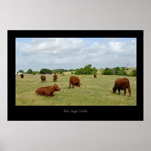 Red Angus Cattle Poster Skriv ut (Framsidan)