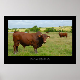 Red Angus Cattle Poster Skriv ut