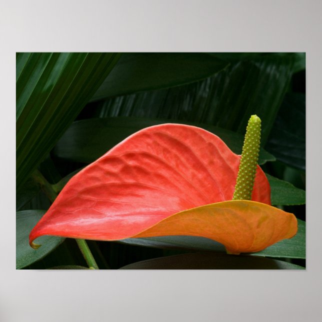 Red Anthurium Plant mot Foliage Poster (Framsidan)