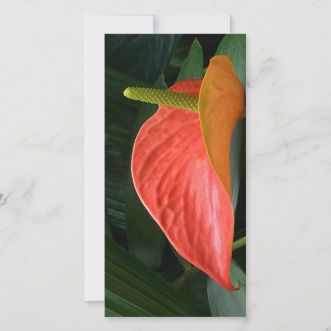 Red Anthurium Plant mot Foliage Tack Kort (Framsida)