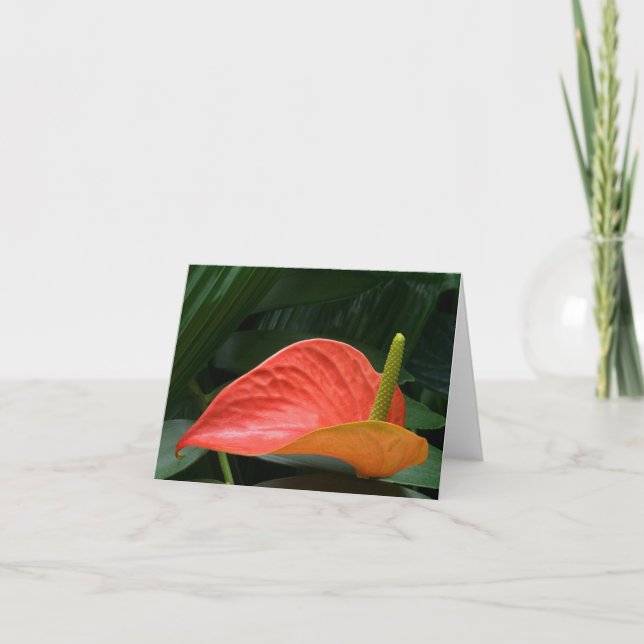 Red Anthurium Plant mot Foliage Tack Kort (Framsida)