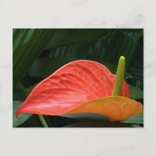 Red Anthurium Plant mot Foliage Vykort