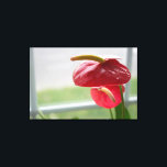 Red Anthurium Tropical Flower på Wrapped Canvas<br><div class="desc">Sunlight dans i detta vackra,  blomstrande anurum som det sitter vid ett fönster. Den pulserande röda och grönt färg på den här hjärtformade blomman fångar tittarens uppmärksamhet.</div>