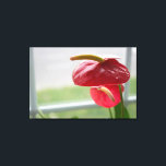 Red Anthurium Tropical Flower på Wrapped Canvas<br><div class="desc">Sunlight dans i detta vackra,  blomstrande anurum som det sitter vid ett fönster. Den pulserande röda och grönt färg på den här hjärtformade blomman fångar tittarens uppmärksamhet.</div>