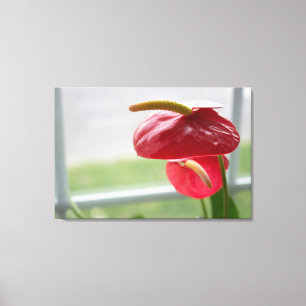 Red Anthurium Tropical Flower på Wrapped Canvas