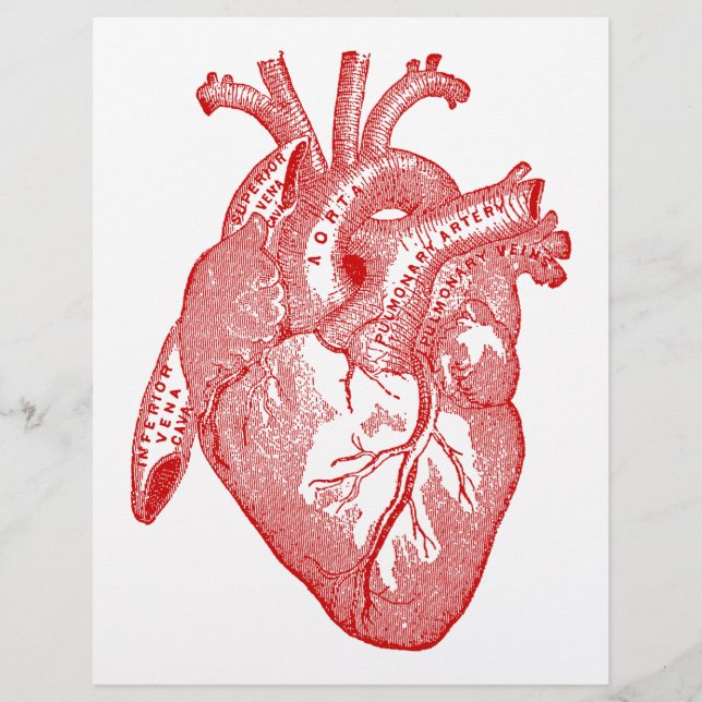 Red Antique Anatomical Heart (Framsida)