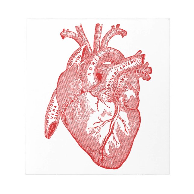Red Antique Anatomical Heart Anteckningsblock (Framsida)