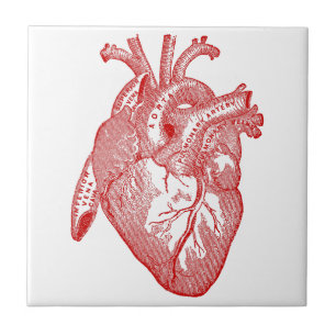 Red Antique Anatomical Heart Kakelplatta