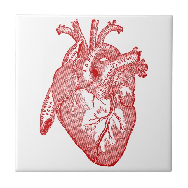 Red Antique Anatomical Heart Kakelplatta (Framsidan)