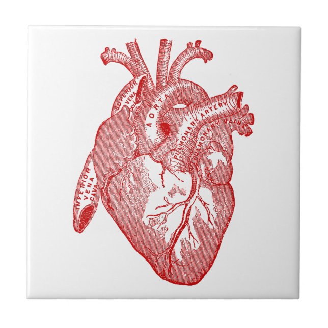 Red Antique Anatomical Heart Kakelplatta (Framsidan)